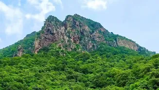 Scientists Link Shifting Rainfall Patterns To Emerging Changes In Indian Forests