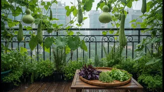 Monsoon Balcony Micro-Gardens Could Change how Urban Renters and Home Gardeners Approach Greens, Gourds, Chillies and Herbs