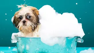 Wet Weather Is Giving Indian Pet Parents More Reasons To Keep Pets Clean And Dry