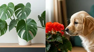 ASPCA Report Puts Indoor Plants Under Watch