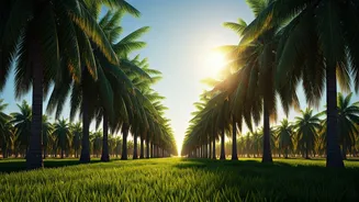 R Madhavan's Remarkable 3-Year Transformation: From Barren Land to Bountiful Coconut Farm in Tamil Nadu