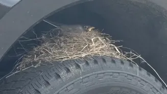 Pássaro raro faz ninho em pneu de uma Ford F-250, que agora não pode sair do lugar até os filhotes voarem