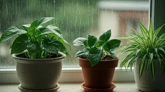 Low-Maintenance Plants Perfect For Rainy Season