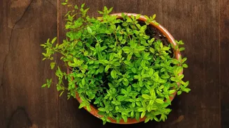 How Small Windowsill Tray Systems Enable Modern Urban Households To Grow Clean Micro-Greens Indoors