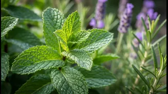 Fragrant Leaves Offer Aroma Even When Flowers Are Between Seasons