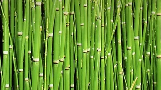 Thin Overlapping Stems to Help Light and Air Reach Plants