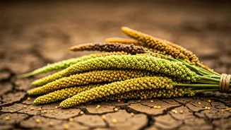 Millets Could Help India Navigate A Dry Monsoon