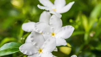 African Jasmine: Uses and Care Guide