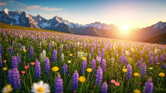 Short Season, Big FOMO: Valley Of Flowers Returns