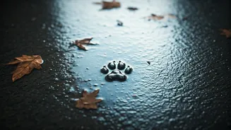 Monsoon Mistakes Every Pet Owner Should Avoid