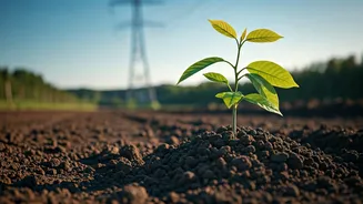 Trees and Power Lines: Expert Guide to Safe Planting and Maintenance