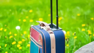 Purpose-Free Travel: The Latest Position
