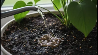 Plant Parents Should Stop Drowning Their Greens
