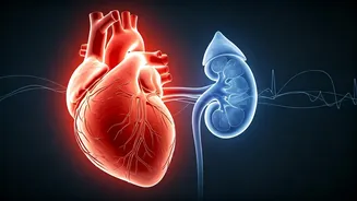 Beyond Sugar: Unraveling the Heart and Kidney Link in Diabetes