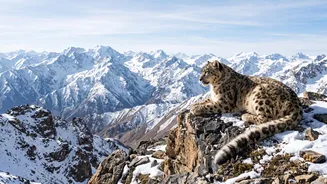 Sightings are never guaranteed Keeps Ladakh ranks among notable destinations for snow-leopard tracking From Becoming An Overclaim