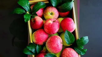 Protecting Apple Yields: How Kashmir Cooperatives Upgrade Cold Storage For Heritage Crops