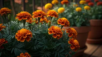 Indian Balcony Gardens Need More Marigold Energy