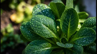 Why Wet Weather Spore Settling Makes Raw Cold Salads Toxic For Sensitive Stomachs