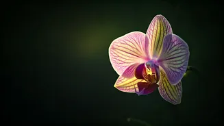 Scorpio's February 27, 2026 Forecast: Navigating Morning Hurdles to Evening Serenity