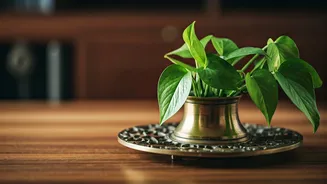 Upgrade Workspace Aesthetics Growing Devils Ivy Inside Vintage Inkwells Now