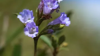 Nilgiris Visitors Face Fines for Damaging the Protected Neelakurinji Flower