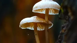 Wild Mushrooms And Monsoon: What Makes Them Difficult To Identify