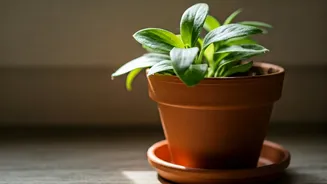 Monsoon Plant Parents Need A Tray-Dumping Habit