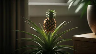 Pineapple Plants Bring Soft Tropical Drama Home