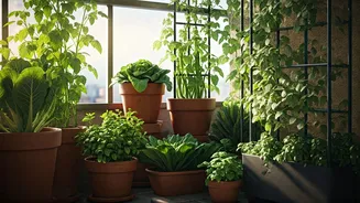 Home Crops Make Balconies Work Harder Now