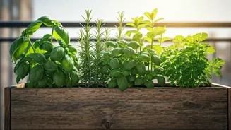 Balcony Herbs Make Cooking Fresher And Cheaper