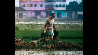 Understanding El Niño's Impact on India's Monsoon and Agriculture
