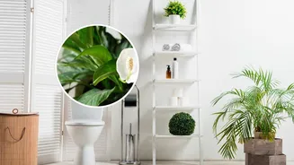 Quais plantas melhor se adaptam à umidade dos banheiros?