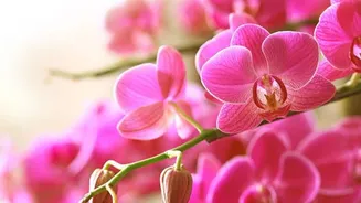 How to grow orchids at home