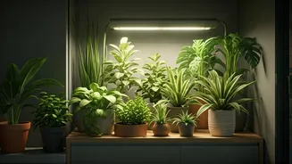 Indian Apartments Need Grow Lights For Green Corners