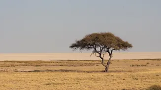 El Niño Intensifies, Raising Concerns for Africa and Beyond