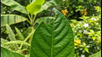 A Chewed Leaf Should Be Identified Before Symptoms Become Severe
