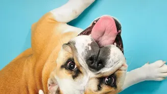 How Urban Dog Parents Can Prevent Painful Fungal Paw Infections After Rainy Monsoon Walks