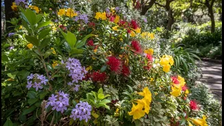 Native Flowering Shrubs Can Offer More Sustained Value Than Short-Lived Decor