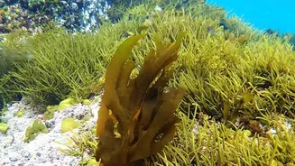 The New Ocean Iron Study Brings Fresh Clues About Ecosystem Risks