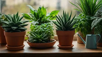 Easy Indoor Care For Rainy Weeks