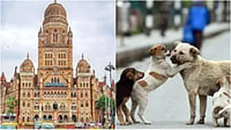 Mumbai: BMC Plans Stray Dog Shelter In Malad After Palghar Project Stall