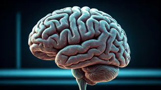 Intermittent Fasting & Brain Health: Risks?