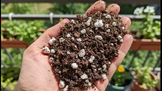 How Perlite Prevents Nutritious Topsoil Crust Formations In Balcony Pots Facing Continuous Drenching