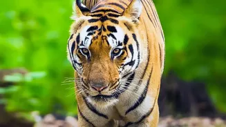 Overnight Rail Passes Connect Backpackers To Central India’s Renowned Tiger Sanctuaries