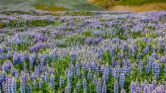 Why rare Neelakurinji Flowers Return To Munnar In A Major 2026 Bloom