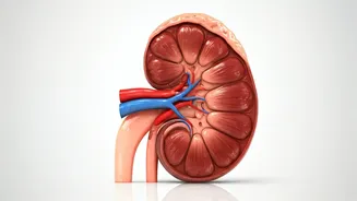 Kidney Health: Essential Tips for a Healthy Life