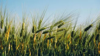 Why Icelandic barley snacks are so popular