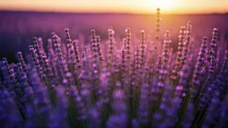 Flower Travel Is The New Slow-Life Flex