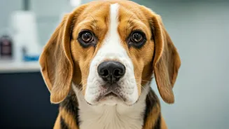 Dog Diabetes: Spotting Early Signs and Ensuring Wellbeing