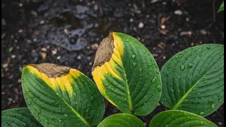 Yellowing Leaves Can Point Back To Earlier Monsoon Waterlogging